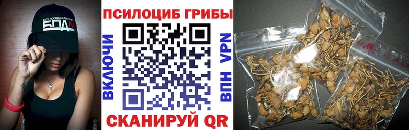 blacksprut сайт  Шарья  Псилоцибиновые грибы мицелий 